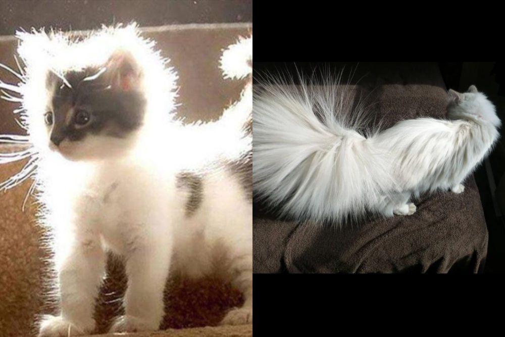 7 Foto Lucu Kucing bak Datang dari Dunia Lain, Punya Kekuatan Super!