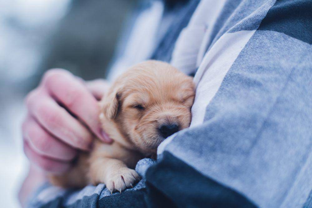 Ilustrasi anjing yang berbahagia karena digendong majikannya (unsplash.com/Lydia Torrey)