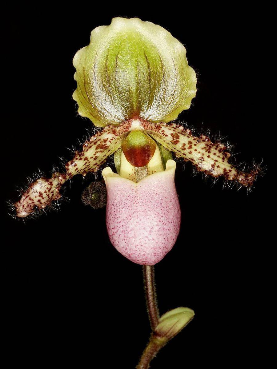 ilustrasi Paphiopedilum glaucophyllum (commons.wikimedia.org/Orchi)