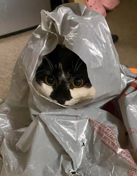 potret kucing pakai selimut pakai plastik (reddit.com/misterdroo)