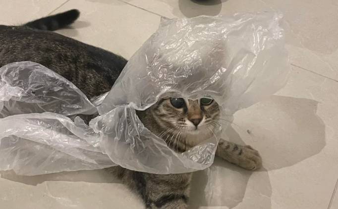 potret kucing pakai selimut pakai plastik (reddit.com/RainbowCat8)