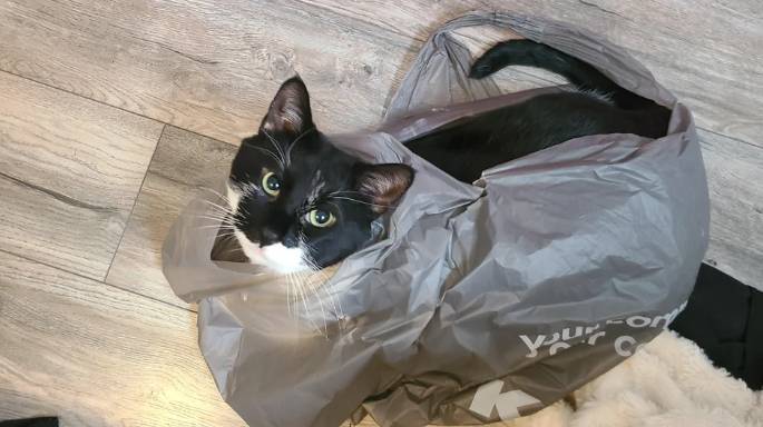 potret kucing pakai selimut pakai plastik (reddit.com/ChiChef11)