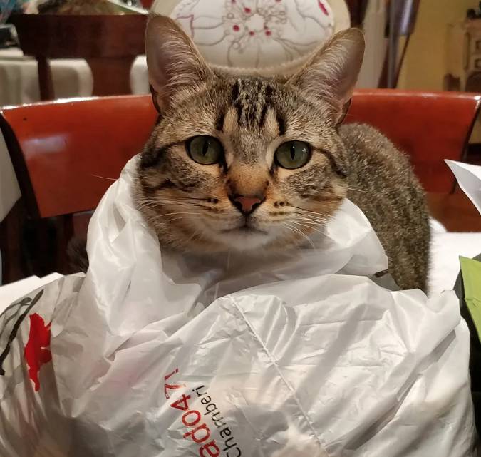 potret kucing pakai selimut pakai plastik (reddit.com/PizpiTheCat)