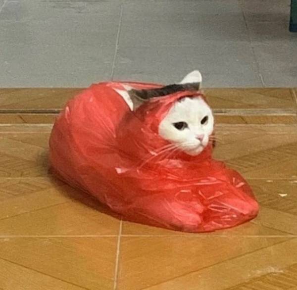 potret kucing pakai selimut pakai plastik (twitter.com/DontShowYourCat)