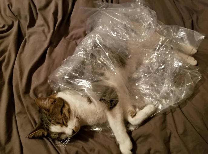 potret kucing pakai selimut pakai plastik (reddit.com/thebearfighter)