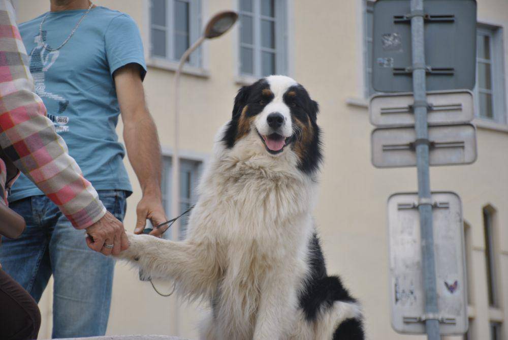 Ilustrasi anjing yang sedang bersalaman (unsplash.com/Stanislav Rabunski)