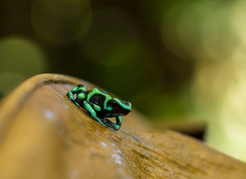 ilustrasi katak panah penghasil batrachotoxin (unsplash.com/Zdeněk Macháček)