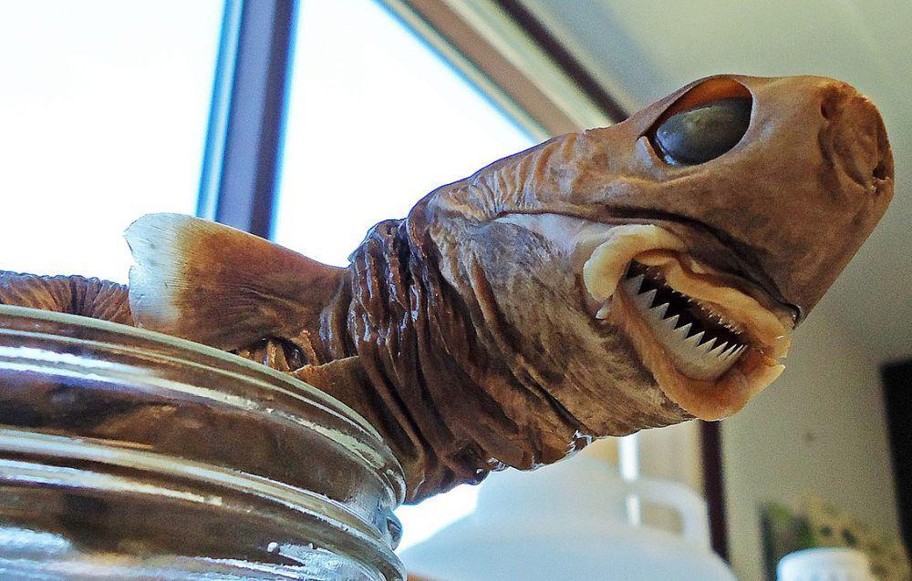5 Fakta Hiu Pemotong Kue: Predator Purba di Laut Dalam