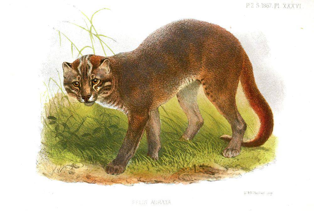 ilustrasi Kucing emas afrika (commons.m.wikimedia.org/Joseph Wolf)