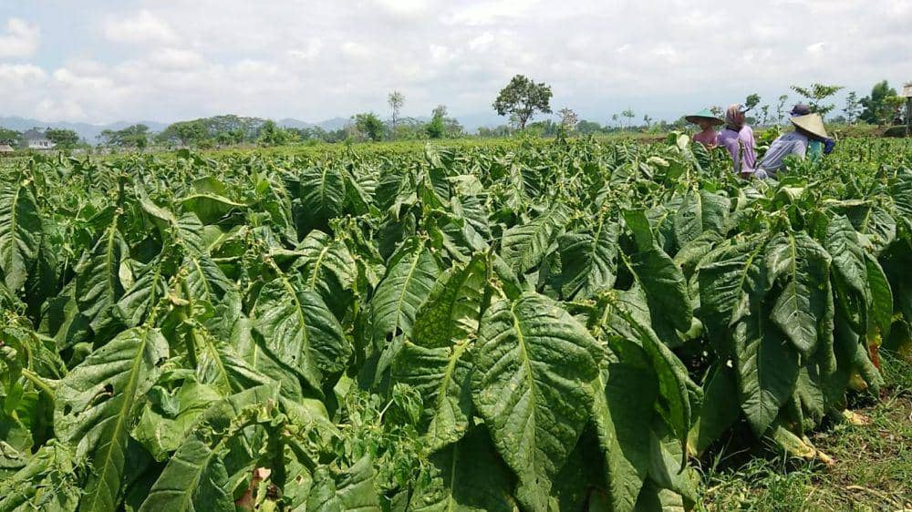 Petani tembakau di Tulungagung. IDN Times/ Bramanta Pamungkas
