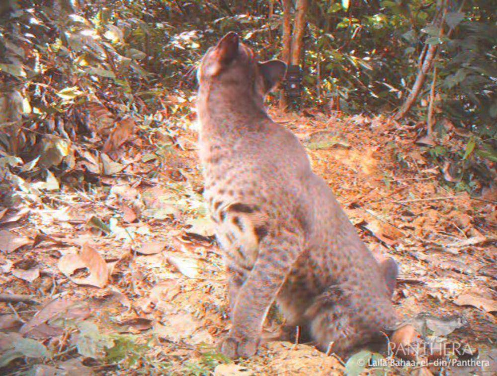 kucing emas afrika (youtube.com/Panthera)