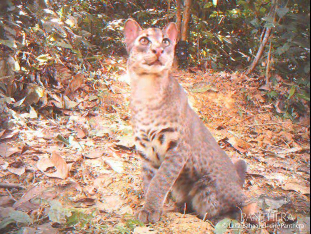 kucing emas afrika (youtube.com/Panthera)