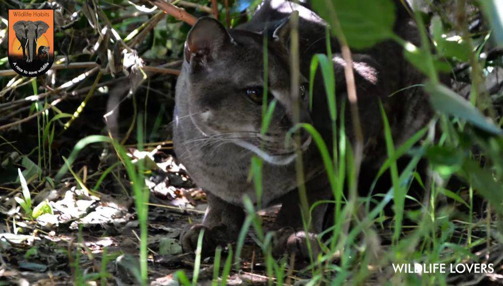 kucing emas afrika (youtube.com/Wildlife Lovers)