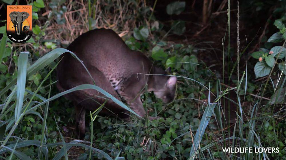 kucing emas afrika (youtube.com/Wildlife Lovers)
