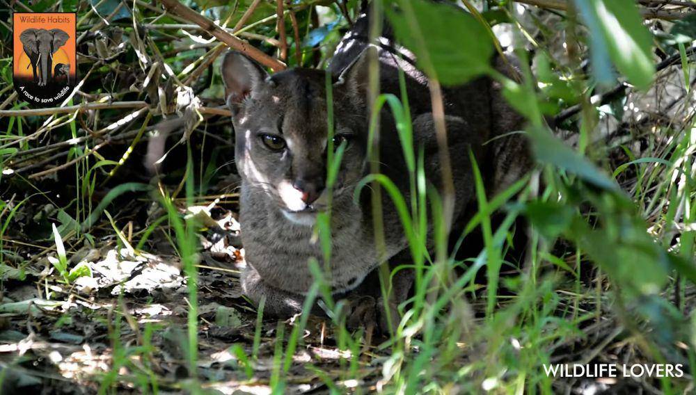 kucing emas afrika (youtube.com/Wildlife Lovers)