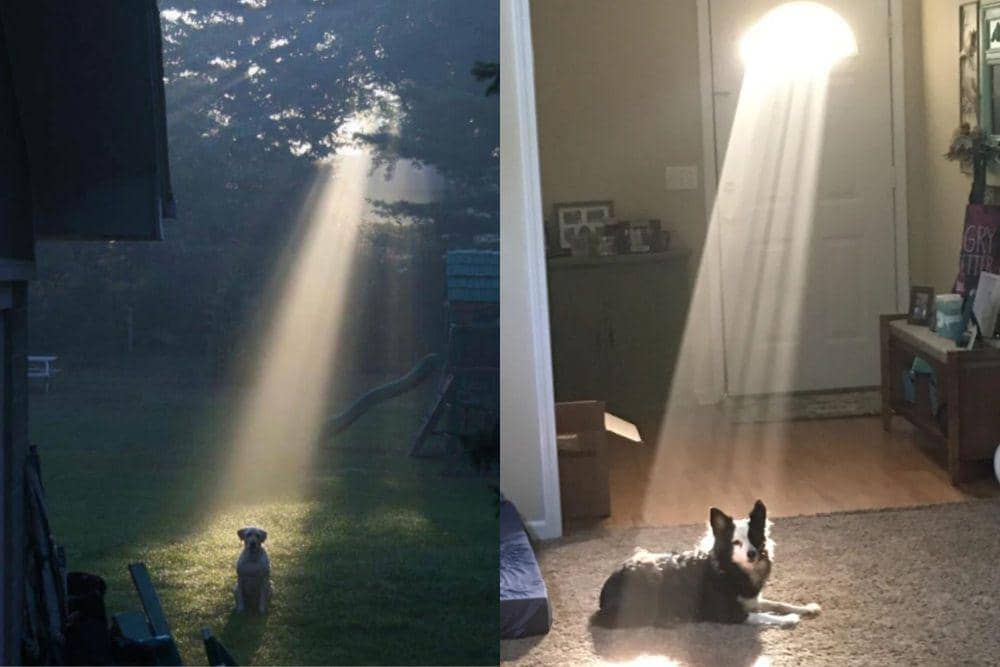 7 Potret Kocak Anjing Kena Sorotan Cahaya Matahari, Dramatis Banget!