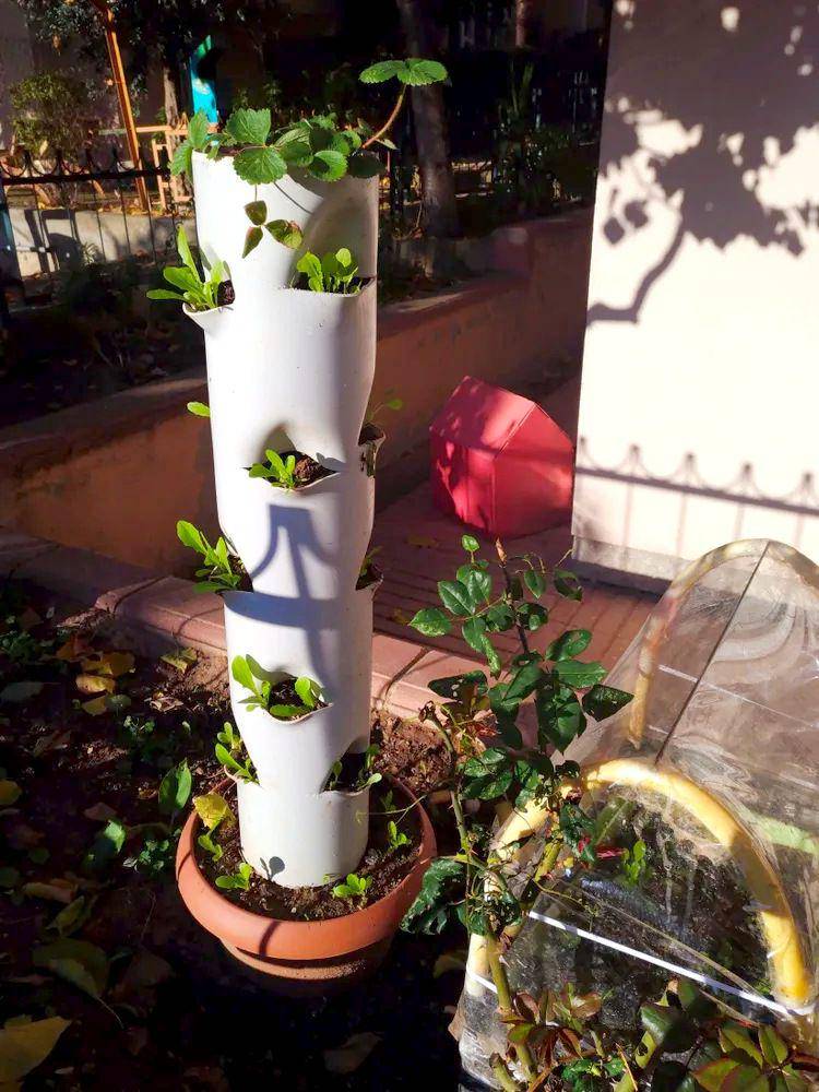 ilustrasi vertical garden dari pipa PVC (ruralsprout.com/Elizabeth Waddington)