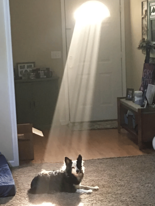 potret anjing kena sorotan cahaya matahari (reddit.com/Theyallknowme)