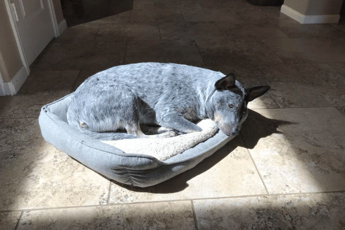 potret anjing kena sorotan cahaya matahari (reddit.com/Summitjunky)