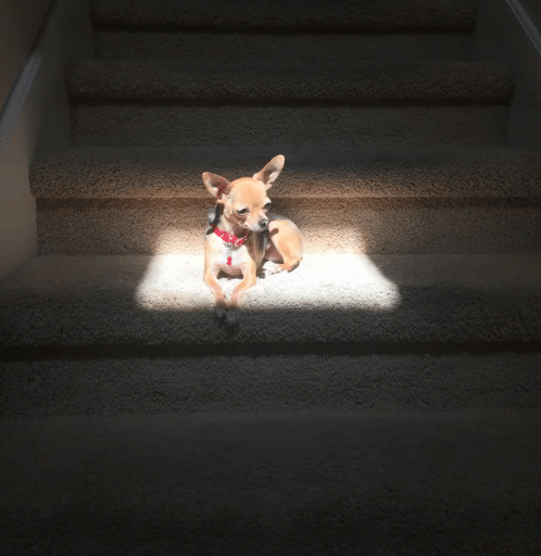 potret anjing kena sorotan cahaya matahari (reddit.com/walkerspider)