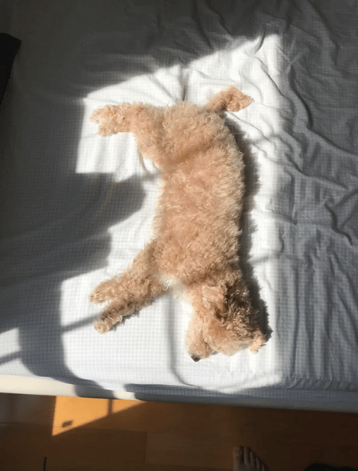 potret anjing kena sorotan cahaya matahari (reddit.com/pot8to)