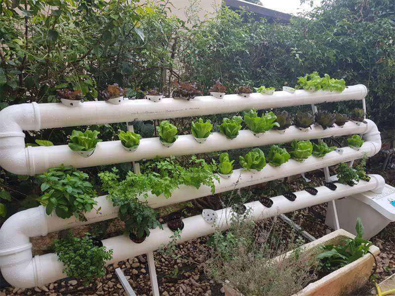 ilustrasi vertical garden dari pipa PVC (livingreenglobal.com)