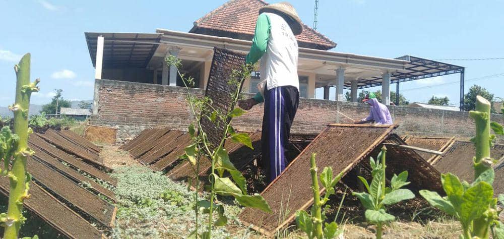Petani tembakau di Tulungagung. IDN Times/ Bramanta Pamungkas