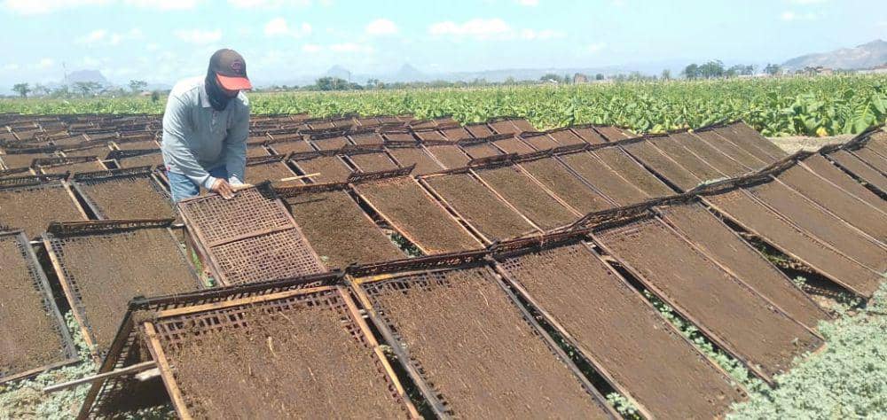 Musim Kemarau, Petani Tembakau di Tulungagung Sumringah