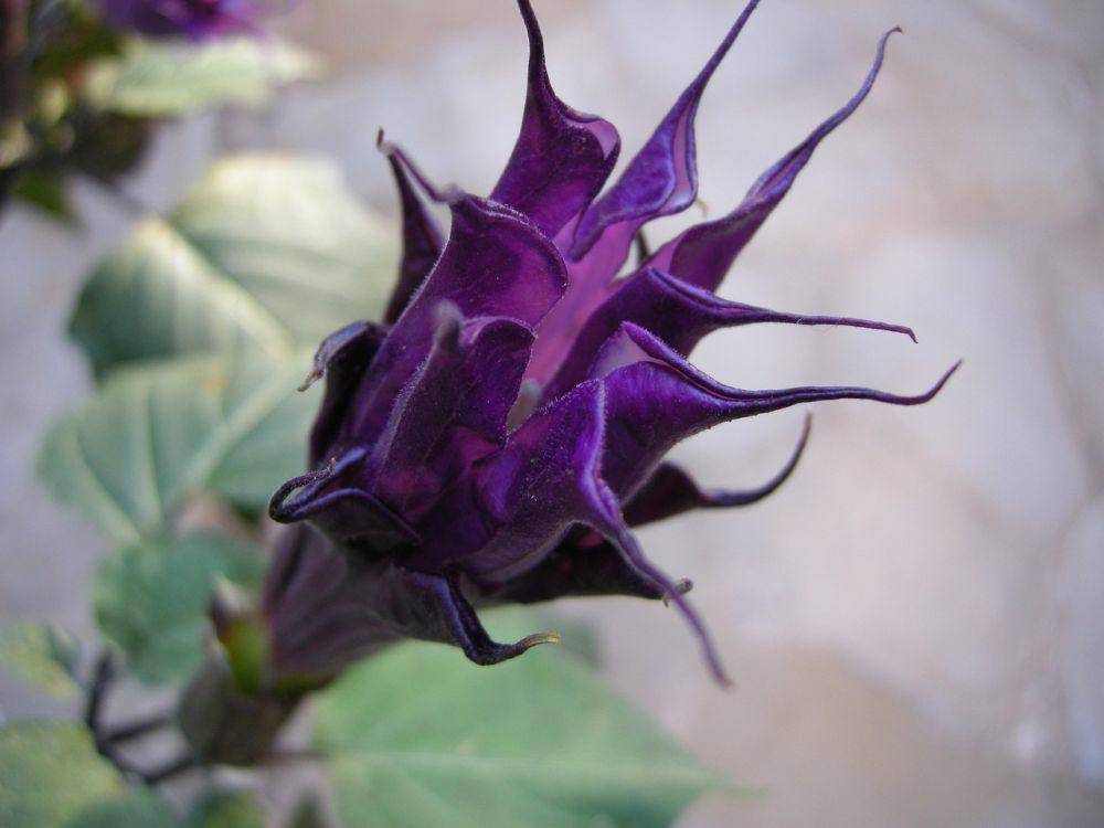 ilustrasi datura (pixabay.com/Petra-DA)