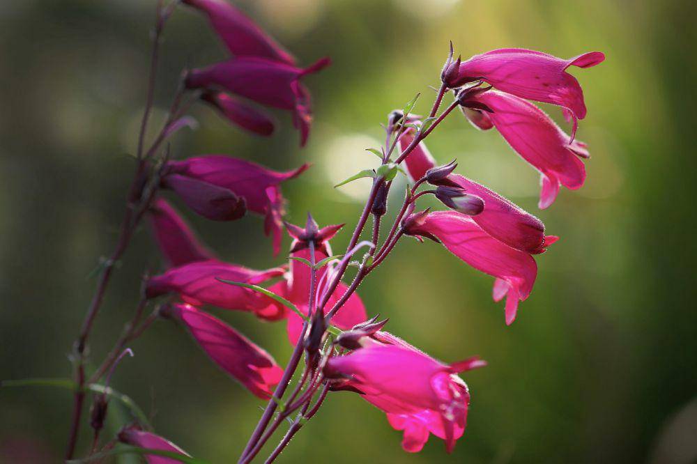 ilustrasi penstemon raven (pixabay.com/Nennieinszweidrei)
