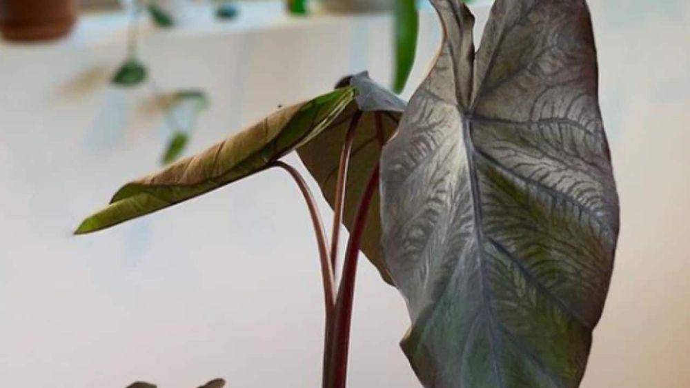 ilustrasi black caladium (plantophiles.com)