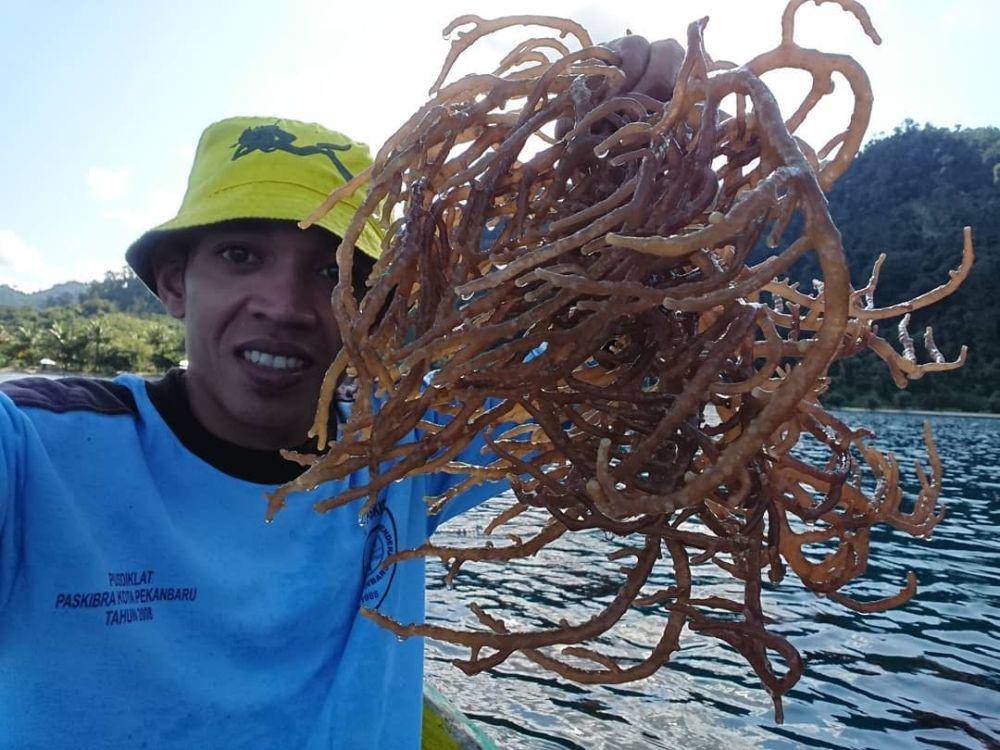 David Hidayat melakukan budidaya rumput laut. (instagram.com/andespindeepwestsumatera)