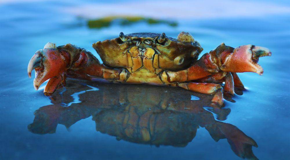 ilustrasi kepiting salju (unsplash.com/ Kai Dahms)