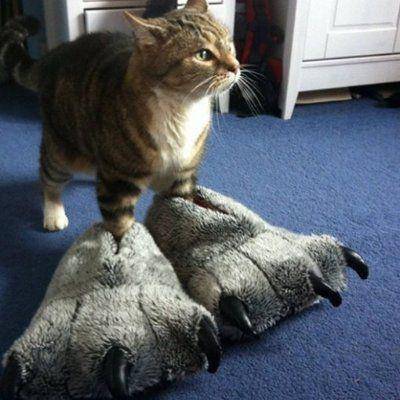 potret lucu sandal berukuran raksasa (twitter.com/BigPaws0000)