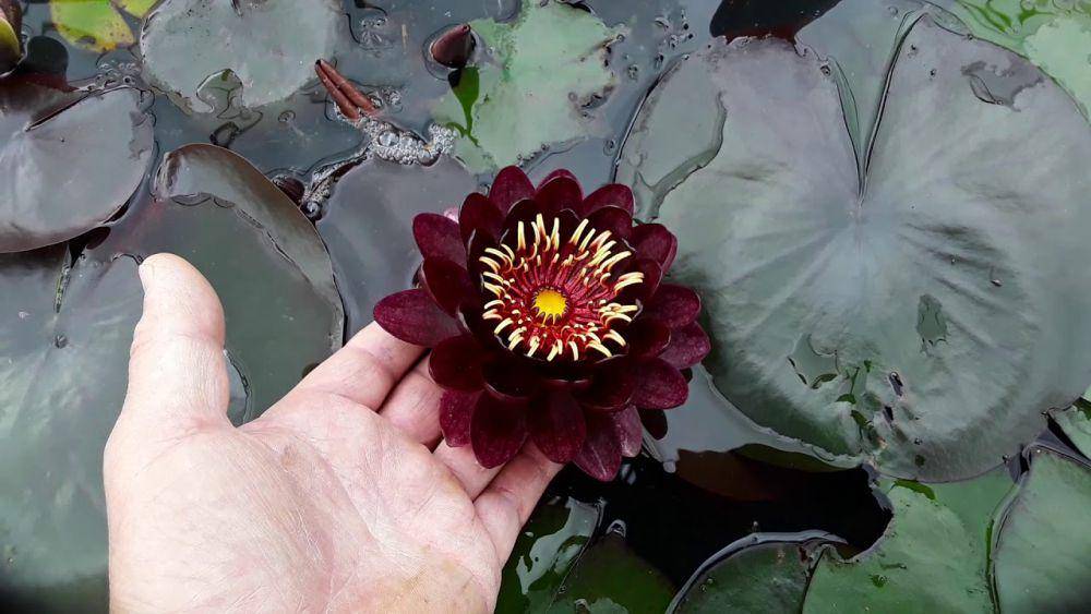 ilustrasi bunga teratai hitam - nymphaea black princess (youtube.com/Water Plants Italy)