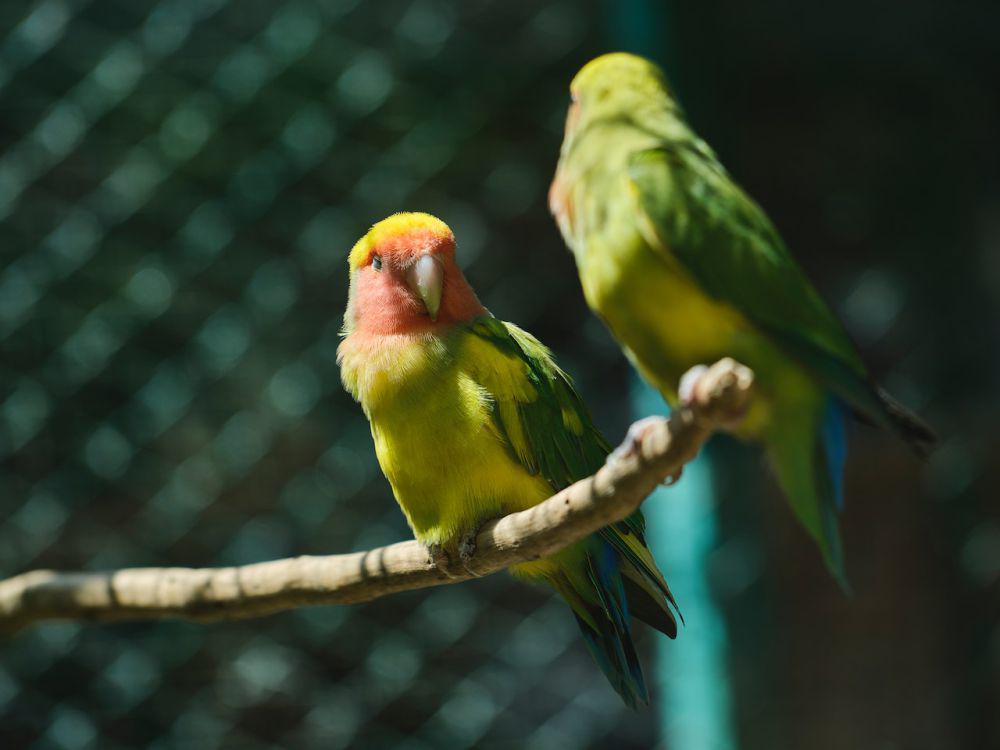 5 Sayuran yang Cocok untuk Makan Lovebird, Mudah Ditemukan