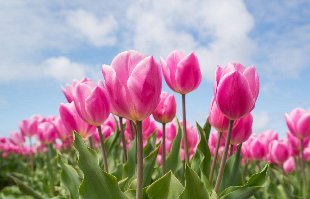 ilustrasi bunga tulip (pixabay.com/Skitterphoto)