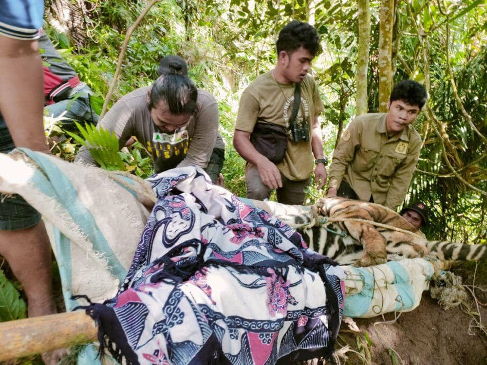 Setelah Monang, Jerat Babi Kembali Lukai Harimau di Simalungun