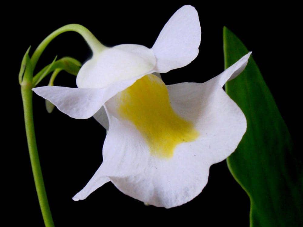 ilustrasi Utricularia alpina (commons.wikimedia.org/Noah Elhardt)