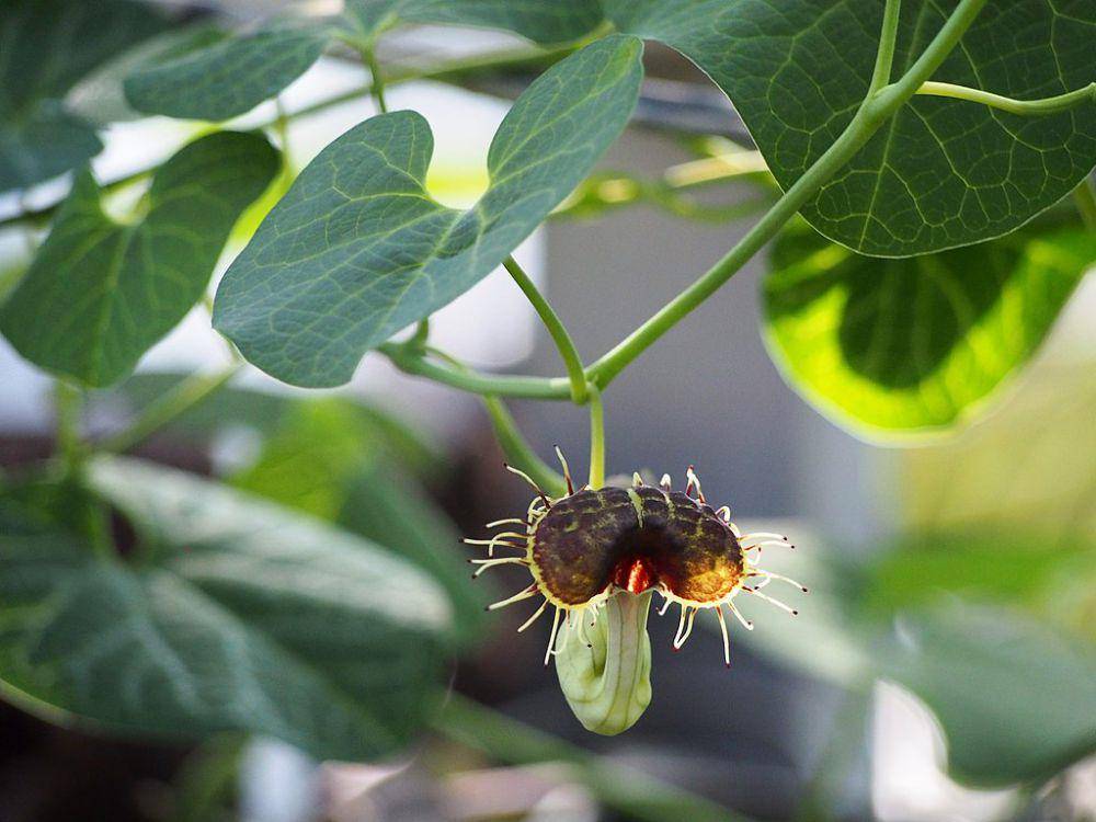 ilustrasi Aristolochia fimbriata (commons.wikimedia.org/Agnieszka Kwiecień, Nova)