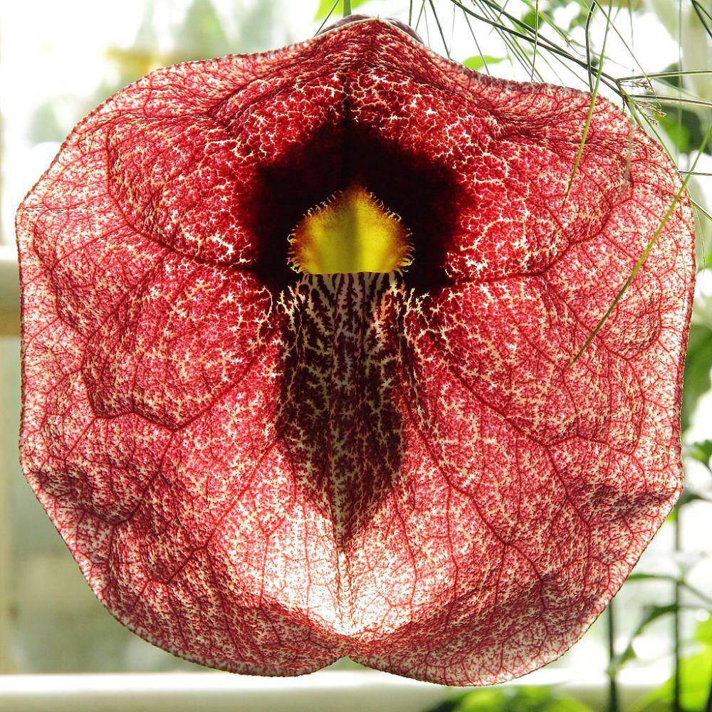 ilustrasi Aristolochia gigantea (commons.wikimedia.org/C T Johansson)