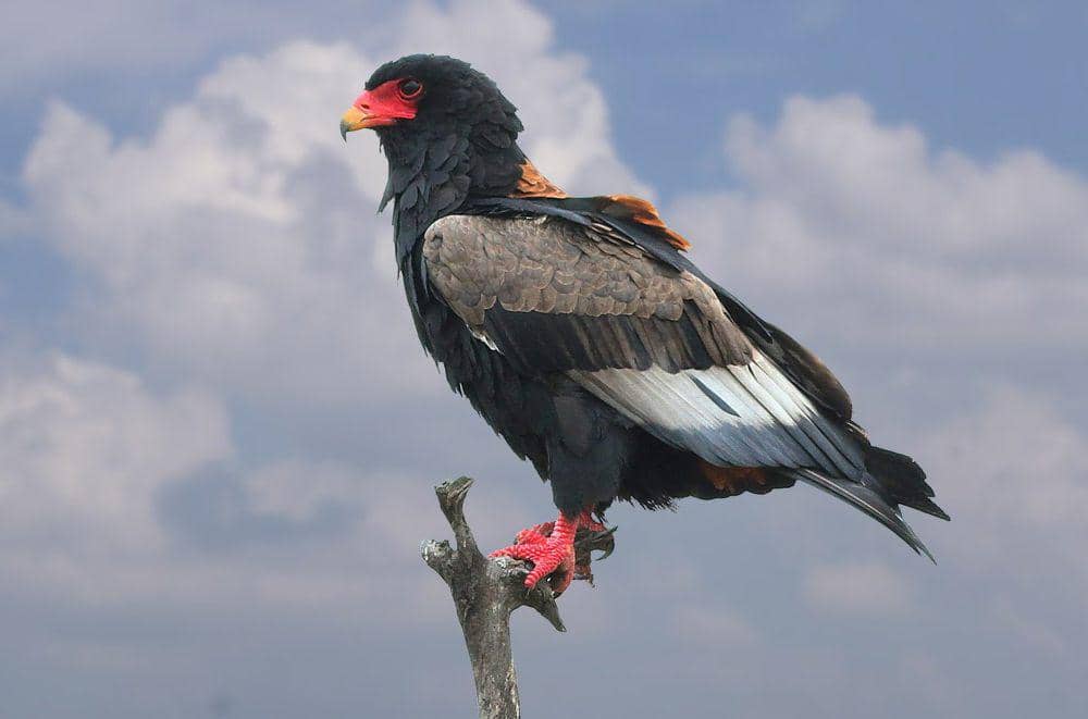 8 Fakta Unik Bateleur, si Elang Akrobatik yang Pendiam