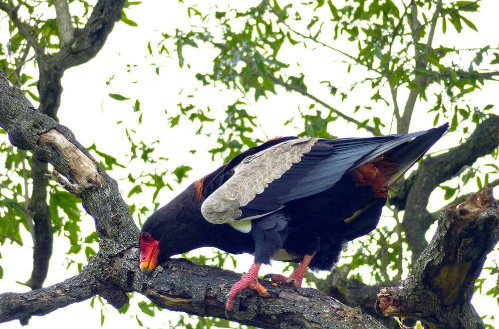Bateleur (commons.m.wikimedia.org/Bernard Dupont)