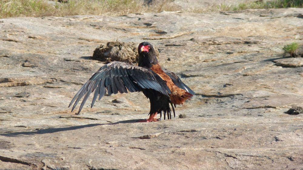 Bateleur (commons.m.wikimedia.org/Bernard Dupont)