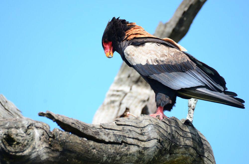 Bateleur (commons.m.wikimedia.org/Rmmayorga)