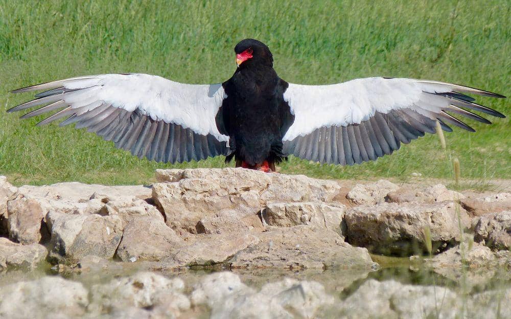 Bateleur (commons.m.wikimedia.org/Bernard Dupont)