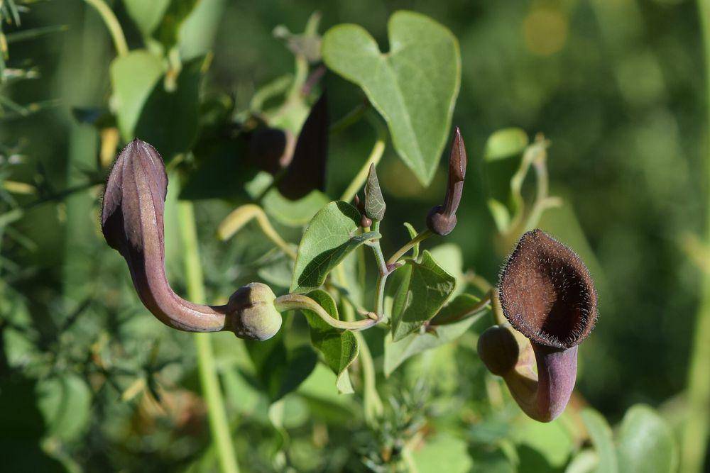 ilustrasi Aristolochia baetica (commons.wikimedia.org/Krzysztof Ziarnek, Kenraiz)