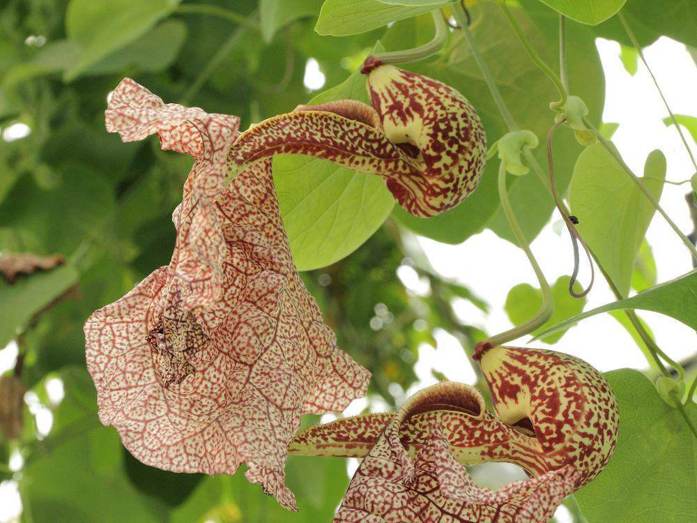 ilustrasi Aristolochia labiata (commons.wikimedia.org/C T Johansson)