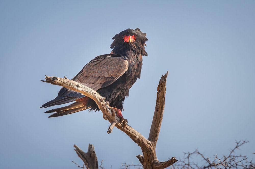 Bateleur (pixabay.com/Chris Stenger)