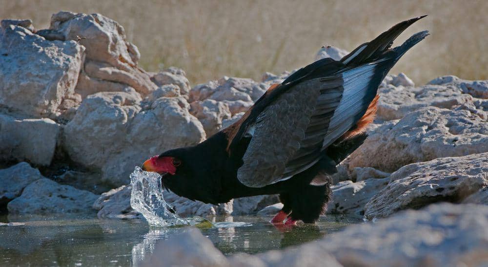 Bateleur (pixabay.com/Peter Brooks)